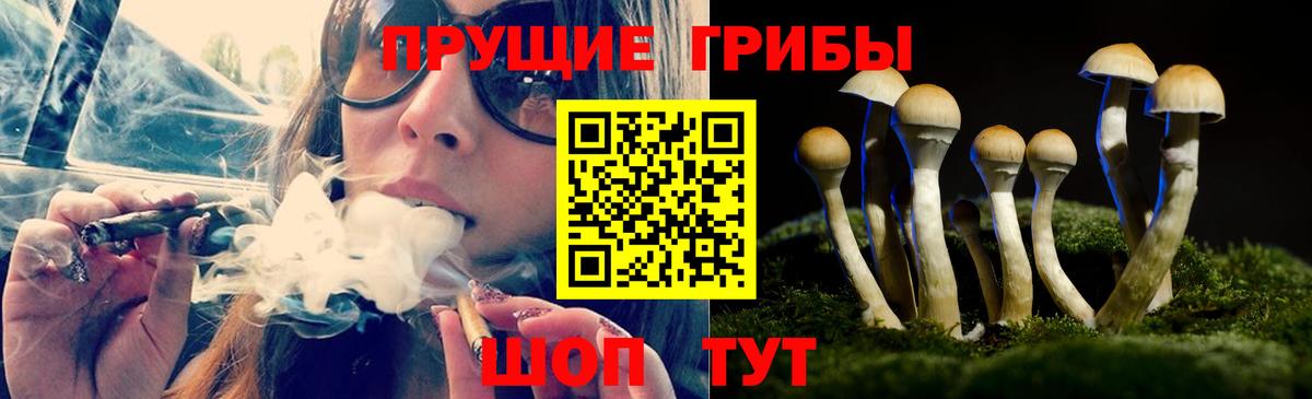 Камень-на-Оби  Псилоцибиновые грибы Psilocybe  Псилоцибиновые грибы Magic Shrooms  Вход с VPN 